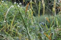 Grasses in English garden, closeup, with lavender and small flowes 6