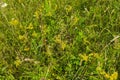 Grasses on the field close-up, steppe flowers