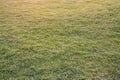 Grasses field