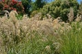 Grasses flower blooming in summer