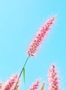 Grasses flower. Poaceae or Gramineae