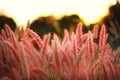 Grasses flower. Poaceae or Gramineae is a large and nearly ubiquitous family of monocotyledonous flowering plants