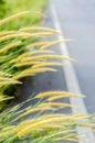 Grasses flower beside the road Royalty Free Stock Photo