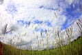 Grasses flower in the sky