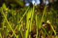 Grasses in focus. Earth Day or World Environment Day concept photo.