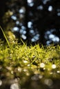 Grasses in focus. Nature or environment vertical background photo. Royalty Free Stock Photo