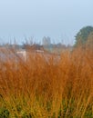 Garden at Hauser & Wirth Gallery named the Oudolf Field, at Durslade Farm, Somerset UK. Designed by landscape artist Piet Oudolf Royalty Free Stock Photo