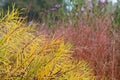 Grasses in the garden at Hauser & Wirth Gallery named the Oudolf Field, at Durslade Farm, Somerset UK. Photographed in autumn.