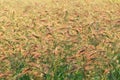 Grasses in the grassland moved by the wind Royalty Free Stock Photo