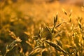 Grasses grow against the light on a meadow in summer. Wildflowers on a sunset. Spikes grass in the backlight at sunset.