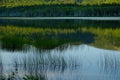 Grasses growing in a calm lake with reflections at sunset