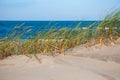 Grasses growing on coastal sand dunes