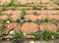 Grasses growing between floor paving block stones