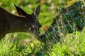 Grasses lit by the late afternoon sun on a little hillock with a black-tailed deer doe feeding behind Royalty Free Stock Photo