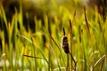 Grasses and Reeds