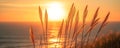 Grasses silhouetted against a sunset over the ocean