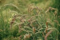 Grasses in summer field. Melinis wild grass close up. Summer in countryside, floral wallpaper. Herbs and wildflowers