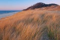 Grasses at Sunset Saugautuck Dunes Royalty Free Stock Photo