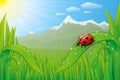 Grassfield landscape with ladybug