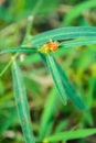 Grassflower Royalty Free Stock Photo