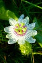 A grassflower 1 Royalty Free Stock Photo