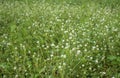 Grassflower Royalty Free Stock Photo