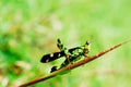 Grasshoper Royalty Free Stock Photo