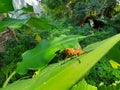 A grasshoper is appear eating leaf at morning