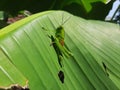 A grasshoper is appear eating leaf at the morning