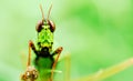 Grasshoper Royalty Free Stock Photo