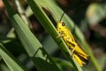 Grasshoper closeup