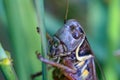 Grasshoper closeup portrait