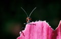 Grasshoper eating Flower, Costa Rica Royalty Free Stock Photo