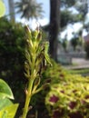 Grasshoper on flower top