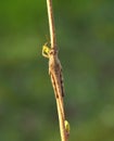 Grasshoper in green background Royalty Free Stock Photo