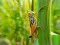A Grasshoper on green leaf Royalty Free Stock Photo