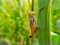 A Grasshoper on green leaf
