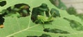 Grasshoper green eating on a leaf