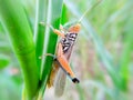 A Grasshoper on green leaf