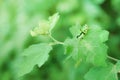 Grasshoper with green leaves relax spring nature background Royalty Free Stock Photo