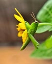 A Grasshoper hanging from a yellow flower head Royalty Free Stock Photo