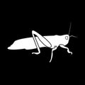 Grasshoper it is icon .