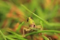 Grasshoper macro