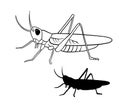 Grasshoper outline vector illustration. Line art and black silhouette insect isolated on white.
