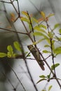 a grasshoper perched on a branch