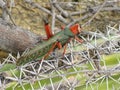 Grasshopper Phymateus variety Royalty Free Stock Photo