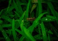 A grasshoper on wet grasses