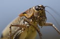 Grasshopper Royalty Free Stock Photo