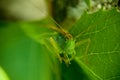Grasshopper Royalty Free Stock Photo