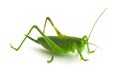 Grasshopper Royalty Free Stock Photo